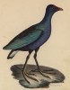 Малая султанка, или султанская курица (лист из альбома литографий "Галерея птиц... королевского сада", изданного в Париже в 1825 году)