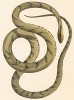 Неядовитая змея канинана, достигающая длины два метра (из работы "Естественная история Бразилии" почётного члена Российской академии наук принца Максимилиана фон Вид-Нойвида. Веймар. 1827 год)