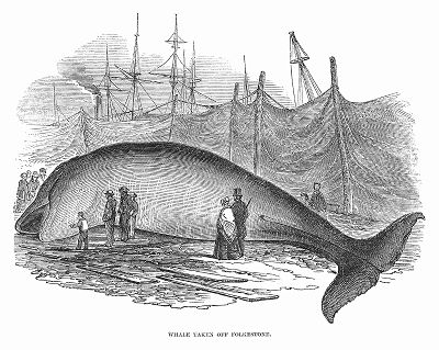 Кит, добытый у берегов британского портового города Фолкстон, расположенного в графстве Кент (The Illustrated London News №303 от 19/02/1848 г.)