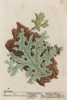 Лишайник Lichen pulmonarius (лат.) - один из семи, которые Карл Линней относил к лекарственным (лист 335 "Гербария" Элизабет Блеквелл, изданного в Нюрнберге в 1757 году)