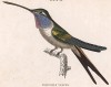 Единственная в мире птица, способная летать назад. Колибри Trochillus Vesper (лат.) (лист 24 тома XVII "Библиотеки натуралиста" Вильяма Жардина, изданного в Эдинбурге в 1833 году)