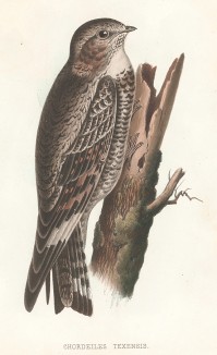 Малый сумеречный козодой, Chordeiles texensis (лат.). United States and Mexican Boundary Survey… Spencer F. Baird, Birds of the Boundary, л.VI. Вашингтон, 1859 