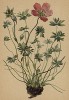 Герань серебристая (Geranium argenteum (лат.)) (из Atlas der Alpenflora. Дрезден. 1897 год. Том III. Лист 258)