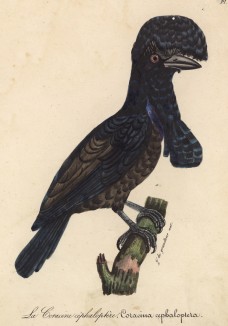 Галка хохлатая (Coracina cephaloptera (лат.)) (лист из альбома литографий "Галерея птиц... королевского сада", изданного в Париже в 1822 году)