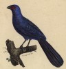 Синяя кукушка (лист из альбома литографий "Галерея птиц... королевского сада", изданного в Париже в 1822 году)