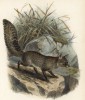 Лиса седая (лист XXXI иллюстраций к известной работе Джорджа Миварта "Семейство волчьих". Лондон. 1890 год)