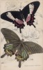 Бабочки семейства парусник; бабочка Парис (1. Papilio Ascanius 2. Pap Paris (лат.)) (лист 3 XXXVI тома "Библиотеки натуралиста" Вильяма Жардина, изданного в Эдинбурге в 1837 году)