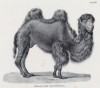 Двугорбый верблюд (лист 65 первого тома работы профессора Шинца Naturgeschichte und Abbildungen der Menschen und Säugethiere..., вышедшей в Цюрихе в 1840 году)