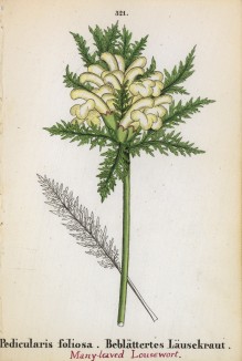 Мытник густолистный (Pedicularis foliosa (лат.)) (лист 321 известной работы Йозефа Карла Вебера "Растения Альп", изданной в Мюнхене в 1872 году)