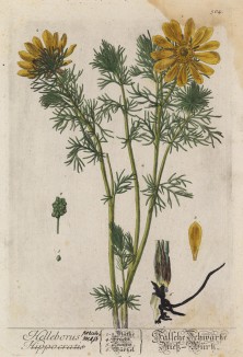 Горецвет, или стародубка (Helleborus (лат.)) (лист 504 "Гербария" Элизабет Блеквелл, изданного в Нюрнберге в 1760 году)