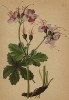 Герань крупнокорневищная (Geranium macrorrhizum (лат.)) (из Atlas der Alpenflora. Дрезден. 1897 год. Том III. Лист 257)