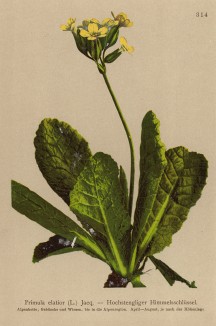 Примула высокая гигантская (Primula elatior (лат.)) (из Atlas der Alpenflora. Дрезден. 1897 год. Том IV. Лист 314)