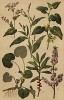Горчак (Polygonum Persicaria), гречиха настоящая (Polygonum Fagopyrum, или Fagopyrum esculentum), волчьи ягодки, или волчье лыко (Daphne Mezereum), копытень европейский (Asarum europaeum), кирказон обыкновенный (Aristolochia Clematitus)