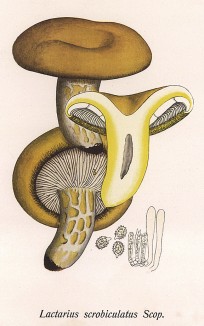 Груздь жёлтый, он же жёлтый подгруздь, подскрёбыш и жёлтая волнуха, Lactarius scorbiculatus Scop. (лат.). Относится к лучшим грибам. Дж.Бресадола, Funghi mangerecci e velenosi, т.I, л.92. Тренто, 1933