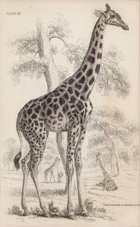 Жираф (Cameleopardalis antiquorum (лат.)) (лист 21 тома XI "Библиотеки натуралиста" Вильяма Жардина, изданного в Эдинбурге в 1843 году)