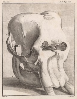 Череп слона (лист V иллюстраций к одиннадцатому тому знаменитой "Естественной истории" графа де Бюффона, изданному в Париже в 1764 году)