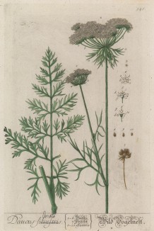 Семена моркови (Daucus Curato (лат.)) (лист 546 "Гербария" Элизабет Блеквелл, изданного в Нюрнберге в 1760 году)