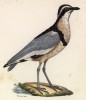 Египетский бегунок (лист из альбома литографий "Галерея птиц... королевского сада", изданного в Париже в 1825 году)
