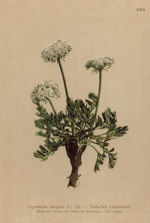 Лигустикум простой (Ligusticum simplex (лат.)) (из Atlas der Alpenflora. Дрезден. 1897 год. Том III. Лист 290)