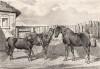 Пони; шелти; новый лесной пони; пони, находящийся в собственности принца Уэльсского. The Book of Field Sports and Library of Veterinary Knowledge. Лондон, 1864