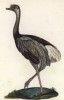 Обыкновенный нанду (лист из альбома литографий "Галерея птиц... королевского сада", изданного в Париже в 1825 году)