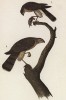 Ястреб полосатый (Accipiter velox) 1. Самка 2. Самец (лист 14 известной работы Бенджамина Уоррена "Птицы Пенсильвании", изданной в США в 1890 году (иллюстрации изготовлены по мотивам оригиналов Джона Одюбона))