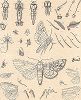 Строение бабочки. "Книга бабочек" Фридриха Берге, Штутгарт, 1870. 