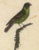 Зяблик цвета лайма (лист из альбома литографий "Галерея птиц... королевского сада", изданного в Париже в 1822 году)