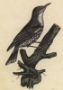 Коростель, или дергач (лист из альбома литографий "Галерея птиц... королевского сада", изданного в Париже в 1825 году)