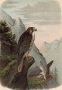 Сокол Falco feldeggii (лат.) в 1/3 натуральной величины (лист XXIII красивой работы Оскара фон Ризенталя "Хищные птицы Германии...", изданной в Касселе в 1894 году)