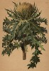 Бодяк колючейший (Cirsium spinosissimum (лат.)) (из Atlas der Alpenflora. Дрезден. 1897 год. Том V. Лист 477)