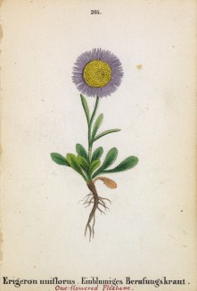 Мелколепестник пушистоголовый (шерстисточашечковый) (Erigeron uniflorus (лат.)) (лист 205 известной работы Йозефа Карла Вебера "Растения Альп", изданной в Мюнхене в 1872 году)