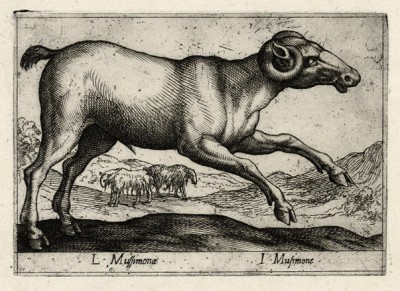 Муфлон (лист из альбома Nova raccolta de li animali piu curiosi del mondo disegnati et intagliati da Antonio Tempesta... Рим. 1651 год)