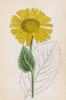 Ароникум скорпионовидный (Aronicum scorpioides (лат.)) (лист 227 известной работы Йозефа Карла Вебера "Растения Альп", изданной в Мюнхене в 1872 году)
