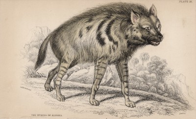 Просто гиена (Hyena vulgaris (лат.)) (лист 26 тома V "Библиотеки натуралиста" Вильяма Жардина, изданного в Эдинбурге в 1840 году)