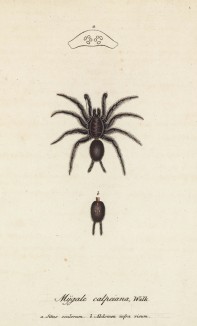 Паук Mygale calpeiana, Walk. (Macrothele colpeiana (лат.)) (лист III.1 из Monographie der spinne... Нюрнберг. 1829 год (экземпляр № 26 из 100))
