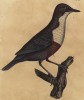 Завирушка альпийская (лист из альбома литографий "Галерея птиц... королевского сада", изданного в Париже в 1825 году)