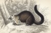 Носуха обыкновенная (nasua (solitaria) monachus (лат.)) (лист 18 тома I "Библиотеки натуралиста" Вильяма Жардина, изданного в Эдинбурге в 1842 году)