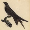 Белобрюхий стриж (Cypselus melbus (лат.)) (лист из альбома литографий "Галерея птиц... королевского сада", изданного в Париже в 1822 году)