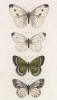 Бабочки рода Рieris 1.Napi (белянка брюквенная), 2.Rapae (Репница), 4.Brionyae и зеленоватая торфяная желтушка (Colias Phicomone (лат.)) (лист 8bis.)
