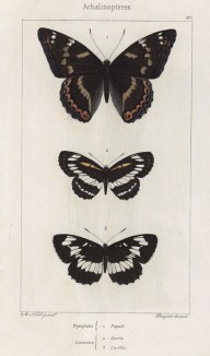 Бабочки. Ленточник тополевый (Nymphalis Populi (1)), Limenitis Aceris (2) и пеструшка обыкновенная (Lucilla (3)) (лат.) (лист 10)