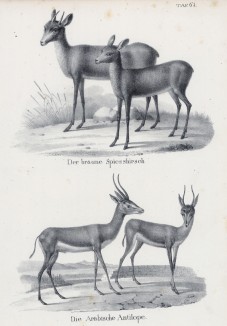 Детёныши благородного оленя и арабские антилопы (лист 61 первого тома работы профессора Шинца Naturgeschichte und Abbildungen der Menschen und Säugethiere..., вышедшей в Цюрихе в 1840 году)