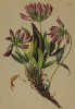 Клевер альпийский (Trifolium alpinum (лат.)) (из Atlas der Alpenflora. Дрезден. 1897 год. Том III. Лист 241)