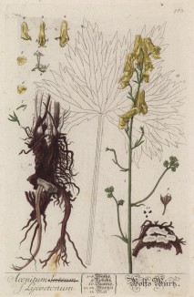 Борец, или преград (Aconitum S. Lycoctonum (лат.)) (лист 563 "Гербария" Элизабет Блеквелл, изданного в Нюрнберге в 1760 году)