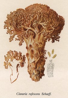 Pогатик бахромчатый, Clavaria rufescens Schaeff. (лат.). Дж.Бресадола, Funghi mangerecci e velenosi, т.II, л.193. Тренто, 1933