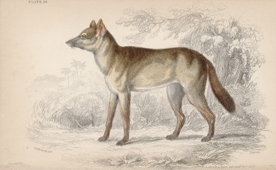 Дикая лесная собака агуара (Dusicyon Silvestris (лат.)), обитающая в Парагвае (лист 24 тома IV "Библиотеки натуралиста" Вильяма Жардина, изданного в Эдинбурге в 1839 году)