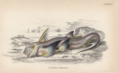 Европейская химера (Chimaera monstrosa (лат.)) (лист 22 XXXIII тома "Библиотеки натуралиста" Вильяма Жардина, изданного в Эдинбурге в 1843 году)