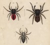 Пауки семейства Attus (лат.) (лист из Monographie der spinne... Нюрнберг. 1829 год (экземпляр № 26 из 100))