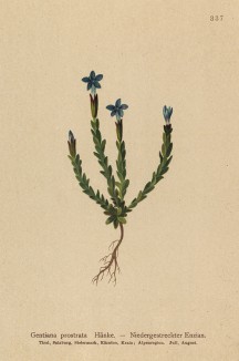 Горечавка простёртая (Gentiana prostrata (лат.)) (из Atlas der Alpenflora. Дрезден. 1897 год. Том IV. Лист 337)