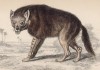 Коричневая гиена (Hyena fusca (лат.)) (лист 28 тома V "Библиотеки натуралиста" Вильяма Жардина, изданного в Эдинбурге в 1840 году)
